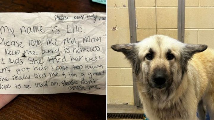 Perrita vuelve con su dueña tras viralizarse emotiva carta en redes sociales
