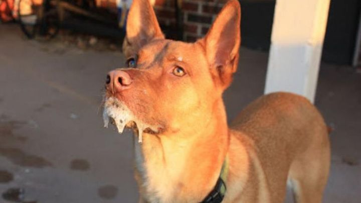 Alerta por casos de rabia humana en México; emiten aviso epidemiológico