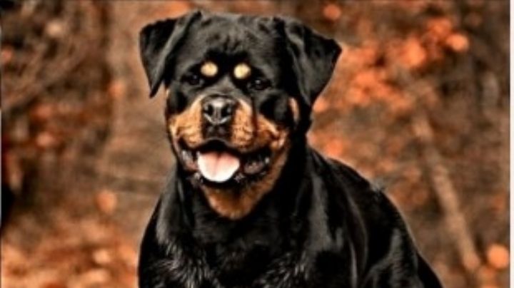 Muere niño de siete años al ser atacado por jauría de perros; su madre resultó herida al ayudarlo