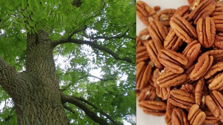 Nogal, el árbol ideal para el clima extremo de Nuevo Laredo