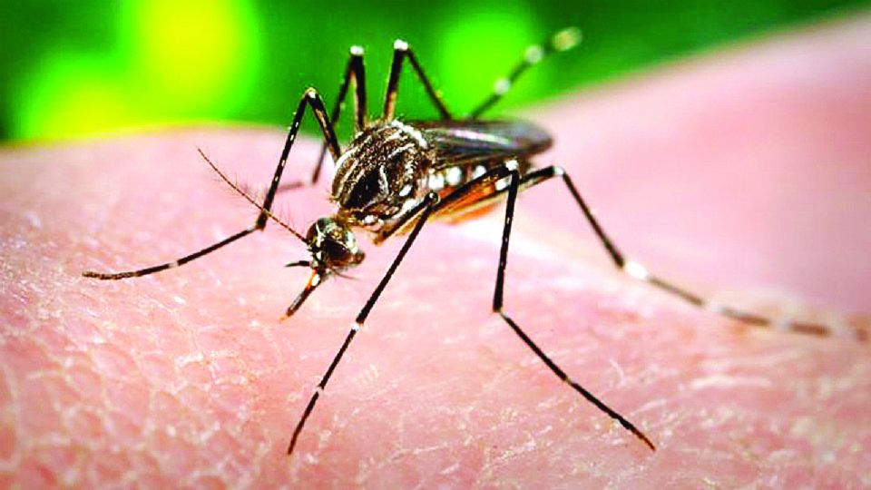 El mosquito aedes aegipty está activo todo el año, incluso en días
fríos, pero como las personas usan abrigo, las pican menos.