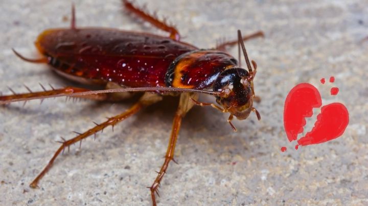 Zoológico permite ponerle el nombre de tu ex a una cucaracha que será comida por animales