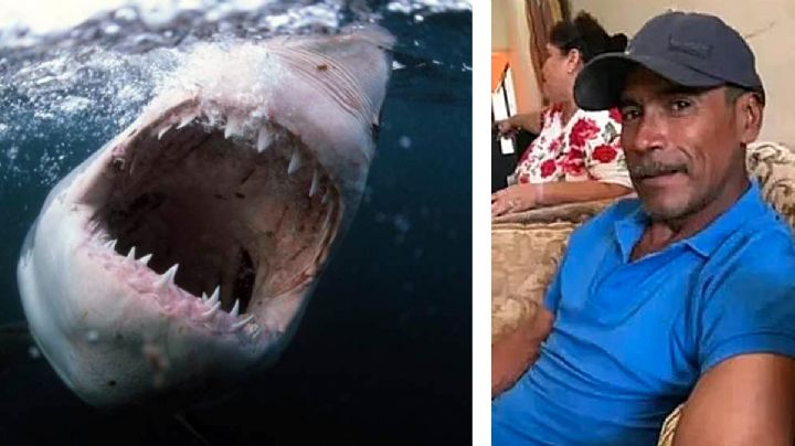 Tiburón blanco le arranca cabeza y brazos a un pescador en Sonora