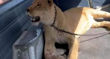 Leona africana escapa de casa, ataca a mujer y mata a su perro | VIDEO