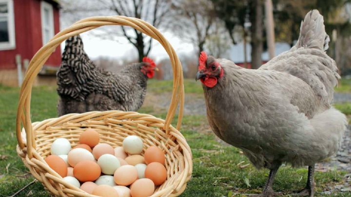 Familias rentan gallinas ponedoras en Estados Unidos para no comprar huevo caro en las tiendas
