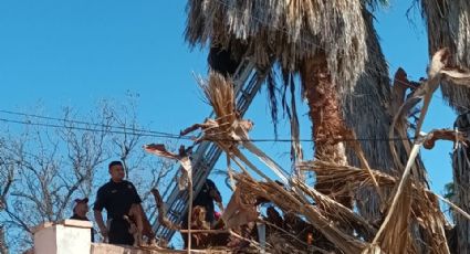 Abuelito sube a palmera para limpiarla; queda atrapado y lo rescatan bomberos