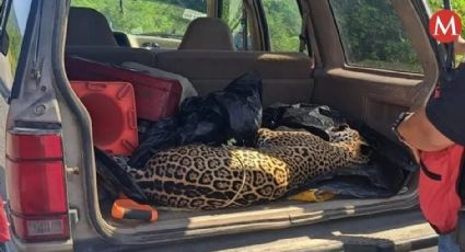 Encuentran a jaguar muerto en carretera de Tamaulipas; habría sido atropellado