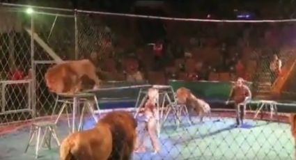 León de circo ataca hasta en tres ocasiones a su domador | VIDEO