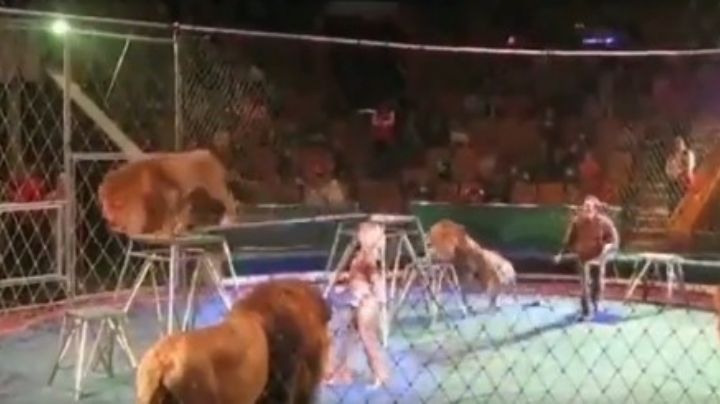 León de circo ataca hasta en tres ocasiones a su domador | VIDEO