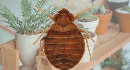 Chinches: con estas plantas ahuyentarás la temible plaga
