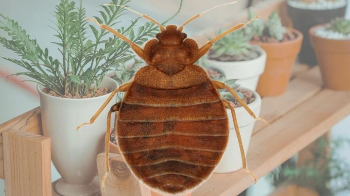 Chinches: con estas plantas ahuyentarás la temible plaga