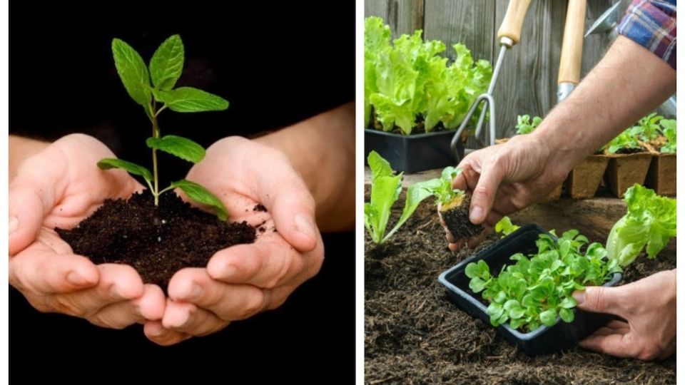 Hay plantas que es mejor sembrar en octubre.