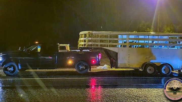 Aseguran a 12 indocumentados que eran trasladados en remolque para ganado