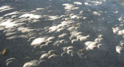 Captan extraño fenómeno en la sombra de los arboles de Tamaulipas; ¿fue por el eclipse?