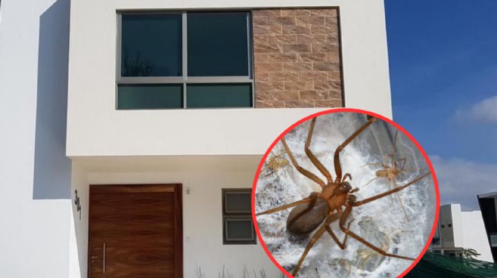 Espeluznantes arañas invaden tu casa en otoño; aléjalas con estos sencillos tips