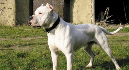 Dogo argentino: 'Morocho', el perro que fue capaz de pelear contra un puma y vencerlo | VIDEO