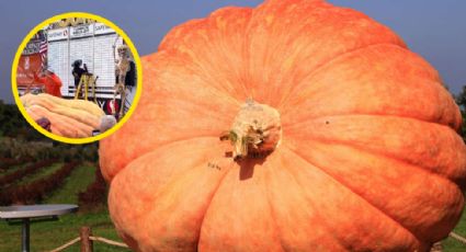 Rompe récord la calabaza más grande del mundo, ¡es del tamaño de un auto compacto! | VIDEO