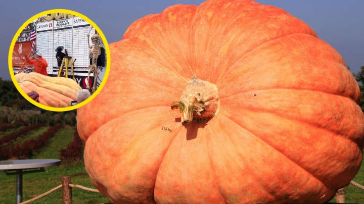 Rompe récord la calabaza más grande del mundo, ¡es del tamaño de un auto compacto! | VIDEO