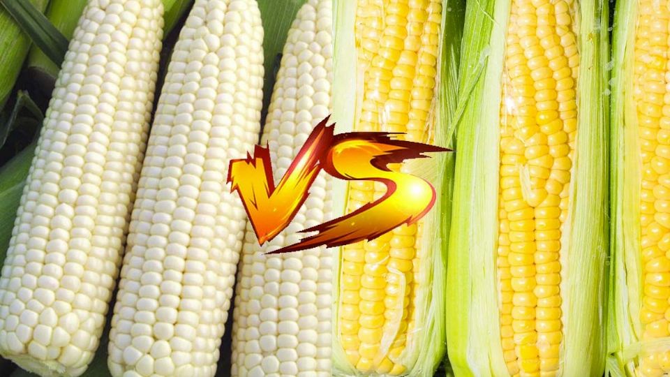 El elote blanco se consume más en México por sus habitantes y el amarillo para los animales