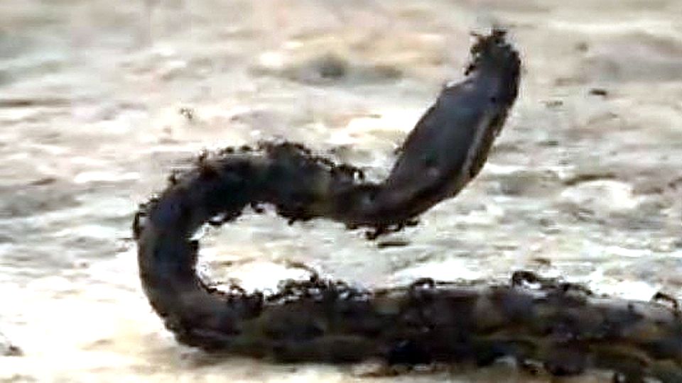 Hormigas devoraron a una serpiente