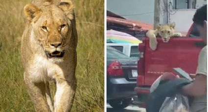 Captan a niños paseando con león en camioneta | VIDEO