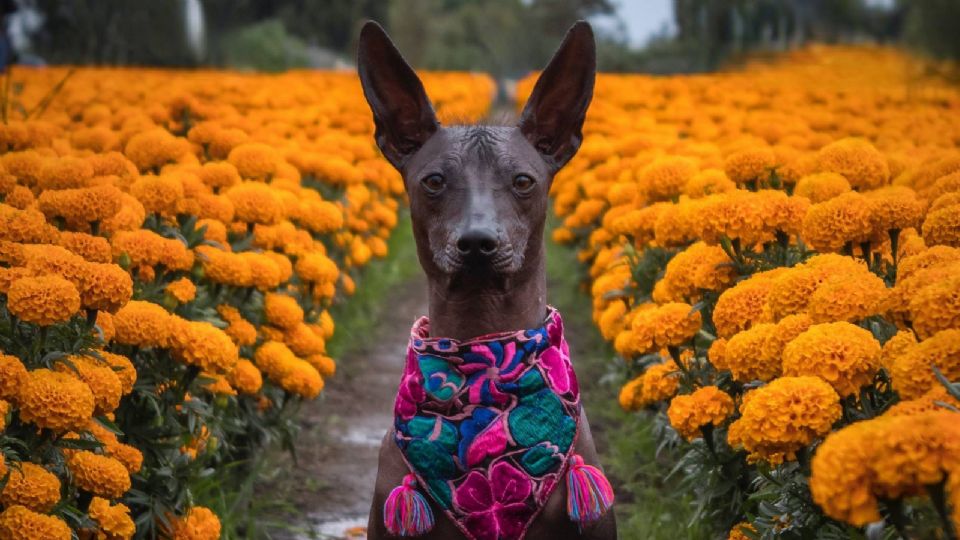 Preparan festejo por Día de Muertos en Texas