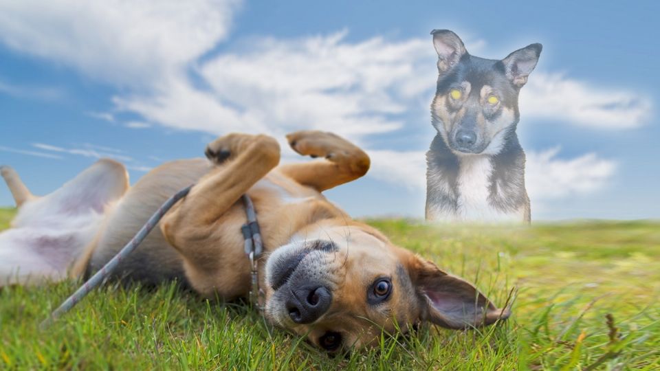 Comportamientos caninos