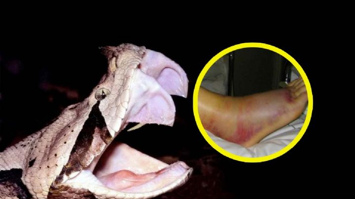 ¿Por qué las víboras se mueven después de muertas?, ¡cuidado!