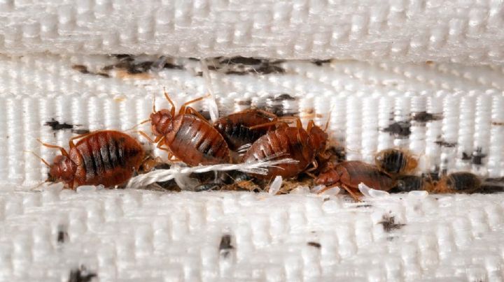 Se sale de control plagas de chinches en México y el mundo; elimínalas siguiendo estos pasos