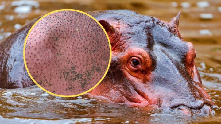 ¿Por qué los hipopótamos sudan 'sangre'? Aquí te decimos que es esta sustancia