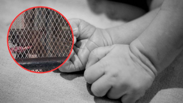 Bebé de dos años pierde la vida tras feroz ataque de perro pitbull