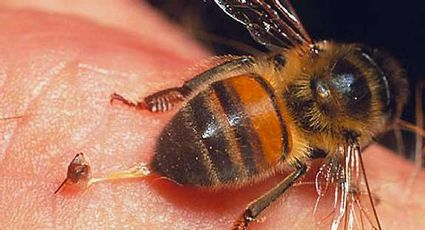 ¿Por qué las abejas mueren después de picar?