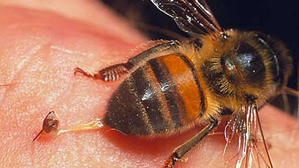 El destino de las abejas que pican