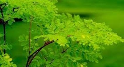 Estos son 7 beneficios de la moringa que no conocías