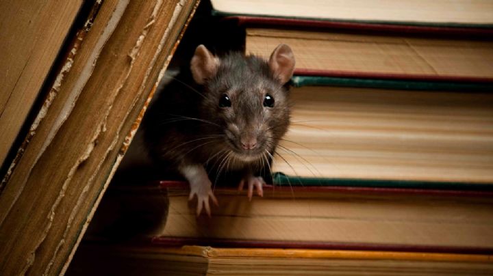 ¿Ratas en tu casa?: estas son las 5 medidas efectivas que puedes hacer sin ayuda de un fumigador
