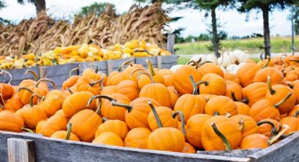 Alistan primer Festival de Calabazas en Nuevo Laredo; te compartimos los detalles