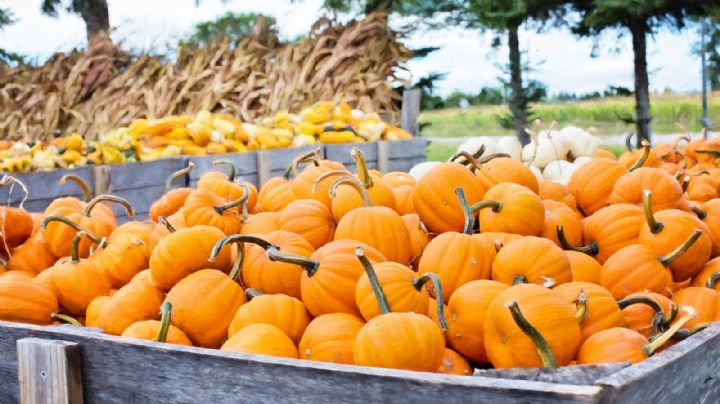 Alistan primer Festival de Calabazas en Nuevo Laredo; te compartimos los detalles