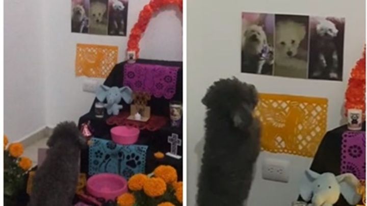 Perrito llora a su mamá en altar de muertos | VIDEO