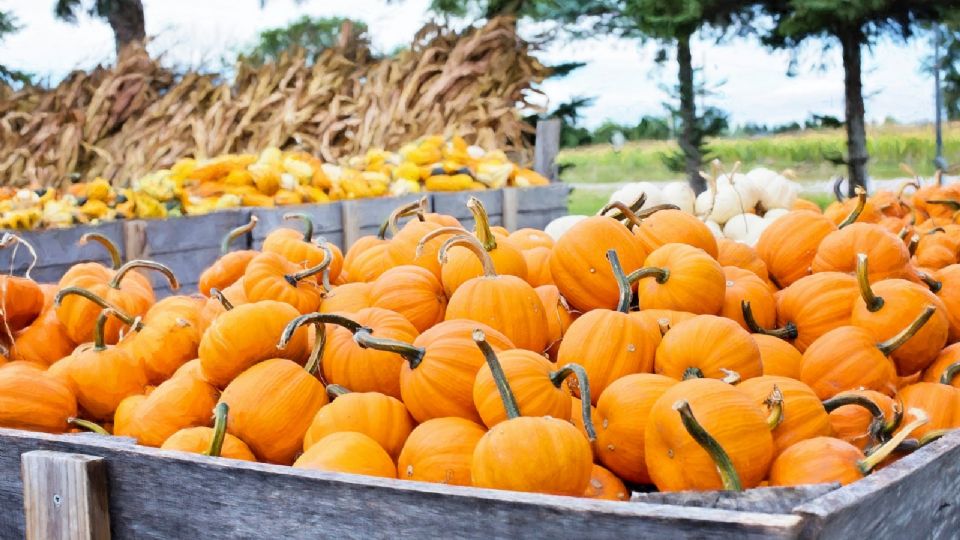 Se aproxima el Festival de las Calabazas en Nuevo Laredo