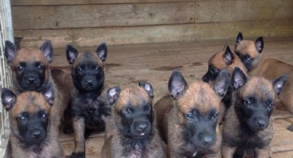 Ejército Mexicano prepara a sus héroes caninos desde el kínder; este es el proceso