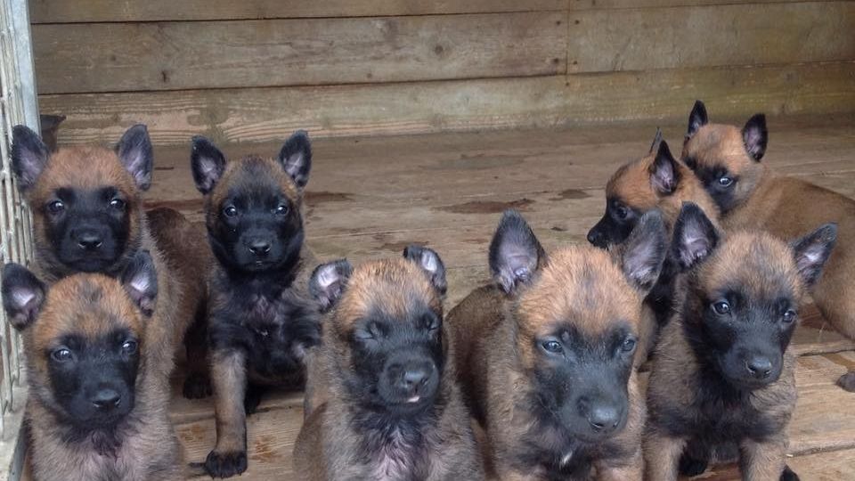 Con los cachorros se trabaja desde las primeras semanas de nacidos