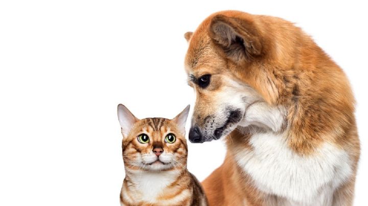 Gatitos y perritos son también damnificados del huracán 'Otis' en Acapulco; necesitan tu ayuda