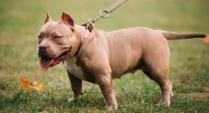 Hombre muere en ataque de perro; quería proteger a su mascota