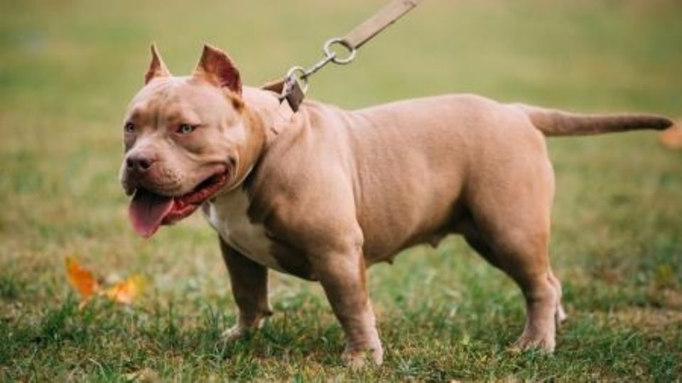 El hombre defendió a su mejor amigo, muriendo luego de enfrentar las fauces de perro agresor