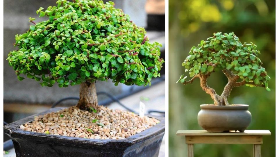 El bonsái del árbol de la abundancia se puede elaborar con dos sencillos pasos.