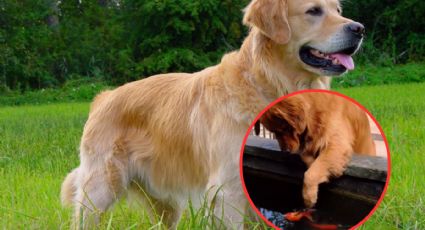 Momento en el que un perrito trata de salvar a un pez | VIDEO