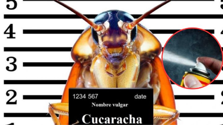 Elimina las cucarachas fácilmente de tu hogar con estos sencillos consejos