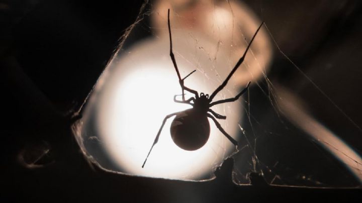 Estas son las arañas panteoneras más peligrosas; identifícalas y conoce el riesgo de una picadura