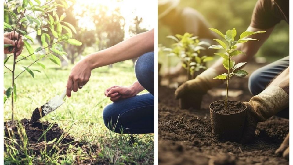 ¿Qué plantar en noviembre? Estos son los 5 árboles recomendados