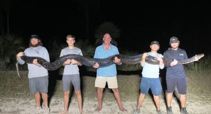 Capturan enorme pitón de más de 5 metros en un parque de Florida